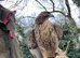 Redtail hawks
