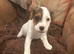 Outstanding jack Russell pups