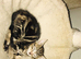 3 Beautiful girl kittens looking for forever homes