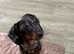 Fully vaccinated miniature dachshund puppies