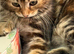 Beautiful tabby female available