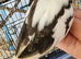 Hand reared baby Cockatiel