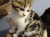3 kittens