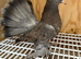 Indian Fantail