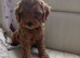 Labradoodle x Toy maltipoo Health Tested
