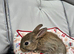 Adorable Baby Rabbits for Sale - Beautiful Colours