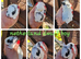 Netherland dwarf babies available for reserve