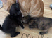BEAUTIFUL GINGER/GINGER WHITE BOY KITTENS FOR SALE