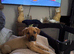Red cane corso X mastiff