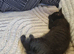 Kittens for sale