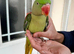Super silly hand tamed taking Alexandrine Parrot