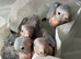 Pearly conures hand reared silly tame!