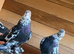 Fancy pigeons