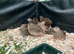 AVAILABLE 12 Female Quail for sale