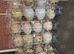 300 Jambo quail eggs for hatching.