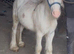 For sale prince