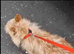 Yorkshire terrier Xchihuahua