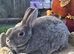 Castor Buck Mini Rex to RESERVE