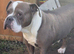 Olde English bulldog looking for forever home