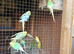 Budgies for sale