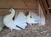 PURE WHITE GARDEN FANTAILS PIGEONS DOVES