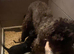 Adorable Cavapoo puppies