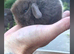 Mini lop babies