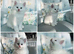 White Persian cross Angora kittens ready For Loving homes.