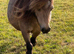 Robin Hood dun Shetland mare
