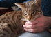 F3 TICA Registered Female Savannah