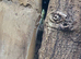 BREEDING PAIR OF GOLD DUST DAY GECKOS & BABIES