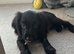 Black cocker spaniel