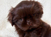 Shihtzu puppies (imperial)