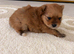 Pomeranians 2 boys left