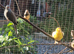 Diamond doves