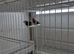 Red face parrot + seagreens finches