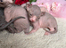 1 Grey girls with blue eyes left Canadian Sphynx