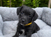 Jackapoo Puppies