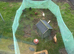 Wanted chicken coop& chickens