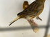 Pairs Canary