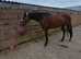 Amber Irish Sport Horse