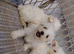 Westiepoo puppies