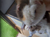 2 mail guinea pigs £25 each