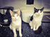 beautiful babies for sale
