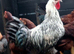 Chickens