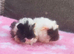 2 beautiful sows