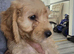 Cocopoo puppies for sale