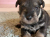 2 beautiful mini schnauzer pups