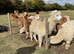 Alpacas