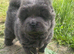 chow chow puppies